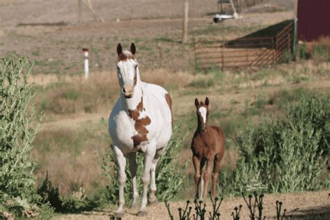 Pinto vs Paint Horse: What Makes Them Different? - The Horse and Stable