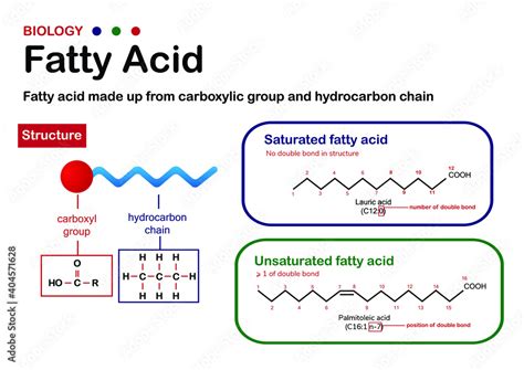 Biology diagram present structure and type of fatty acid. Carboxyl group, saturated and ...