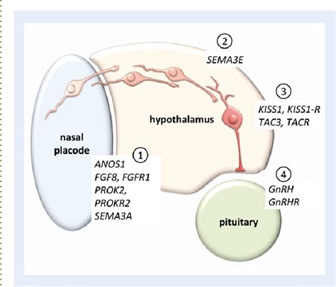 [PDF] GnRH and GnRH receptors in the pathophysiology of the human ...