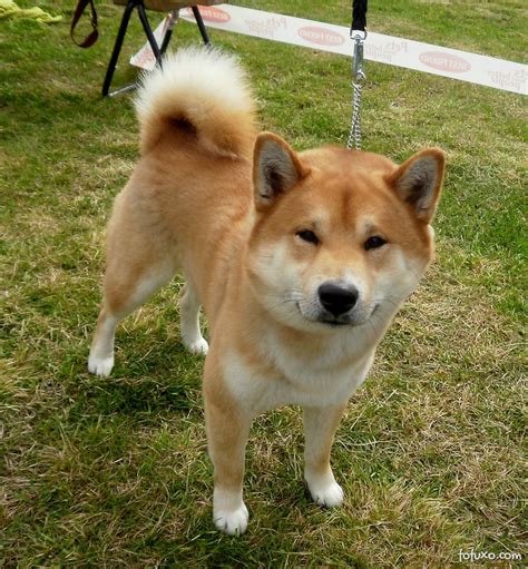 Shiba Inu - Raças de Cachorros