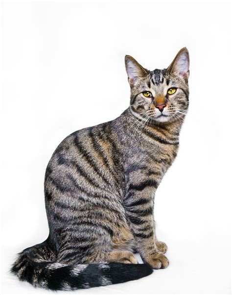 Sitting mackerel tabby cat stock photo. Image of domestic - 23200152