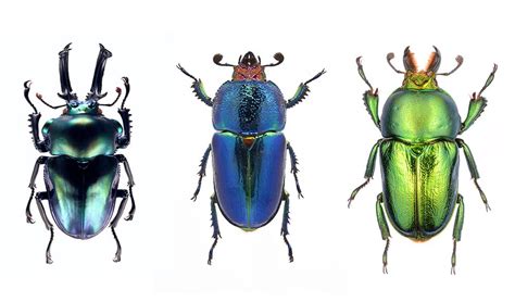 Beetle baubles: Australia's stag beetles - Australian Geographic | Stag ...