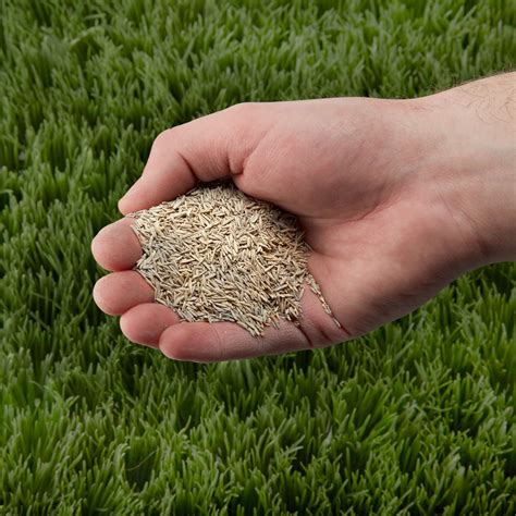 Grass Seed