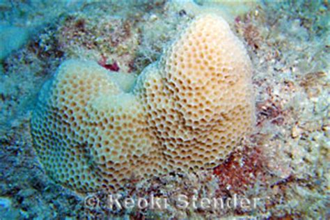 Solid Coral, Porites solida