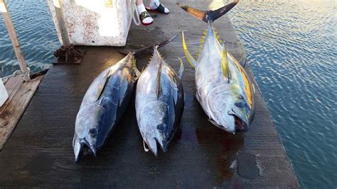 Fishing Charters Oahu Hawaii