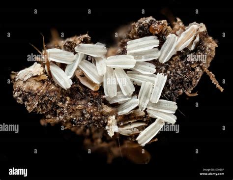 Macro photograph of Housefly eggs, Musca domestica Stock Photo - Alamy