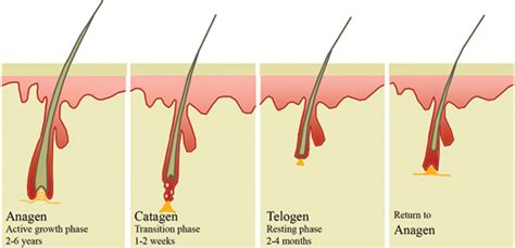 Human Hair Structure Diagram