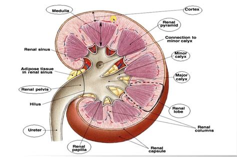 Ultrasound Leadership Academy: Ultrasound for Renal Colic — EM Curious