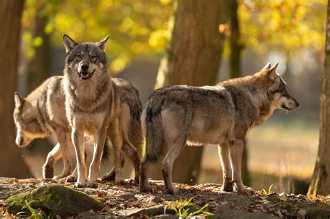 Le loup est toujours une espèce menacée en France