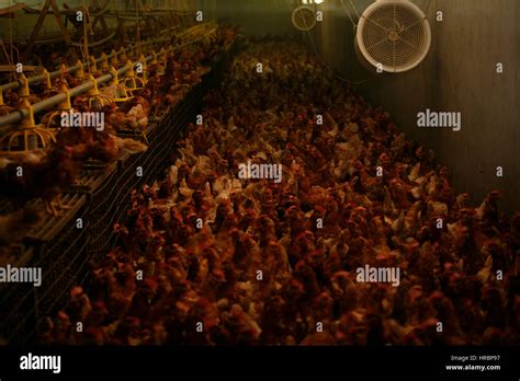 chicken are kept for egg production Stock Photo - Alamy