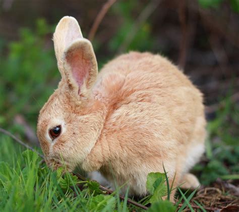 Honey Bunny | Wild bunny at Cannon Beach, OR | Nicholas Blumhardt | Flickr