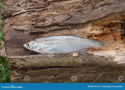 Bleak Fish on the Natural Background. Stock Photo - Image of freshwater, silvery: 80195132