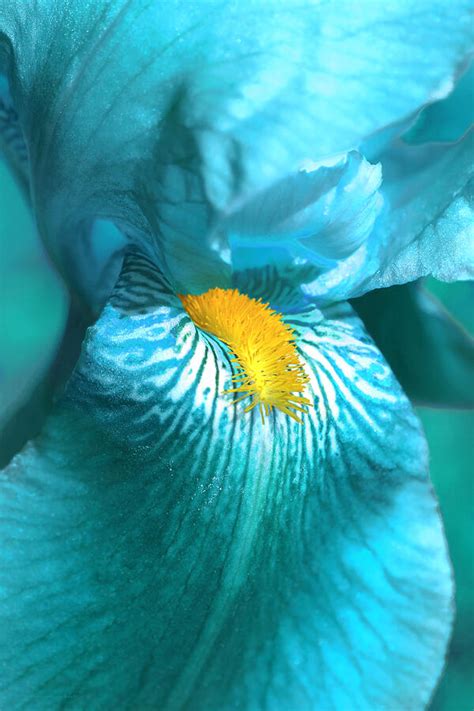 Iris Flower In Turquoise Photograph by Jennie Marie Schell