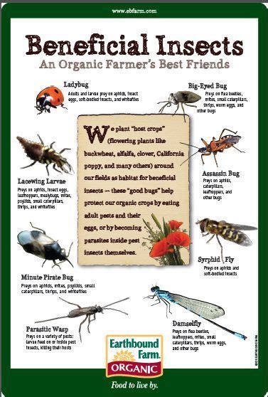 Beneficial Insects | Beneficial insects, Organic gardening tips, Organic gardening pest control