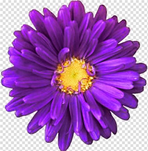 purple daisy clipart 10 free Cliparts | Download images on Clipground 2022