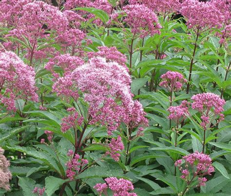 Joe Pye Weed Spotted Eupatorium Maculatum Seeds