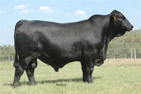 Brangus and Brangus Cattle Genetics Breeders ~ planetanimalzone