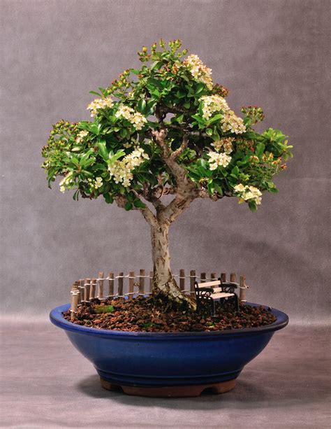 Pyracantha coccinea | Bonsai Nut