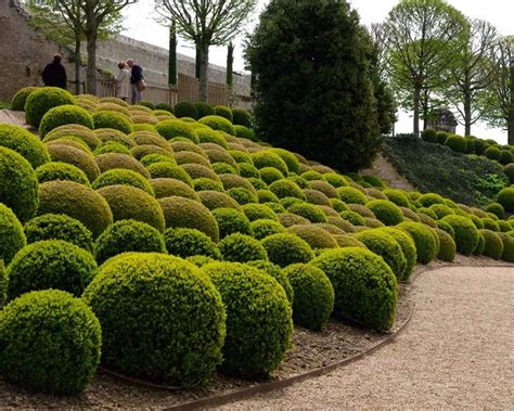 Buxus Sempervirens - Cerca Viva Topiaria - Sementes P/ Mudas - R$ 10,99 em Mercado Livre