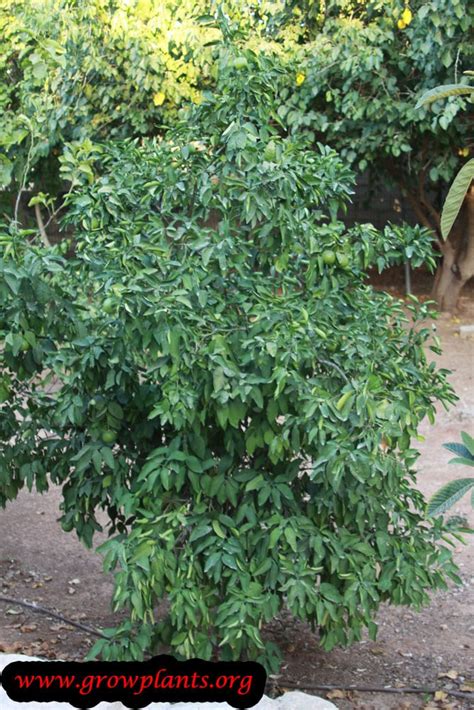 Clementine tree - How to grow & care