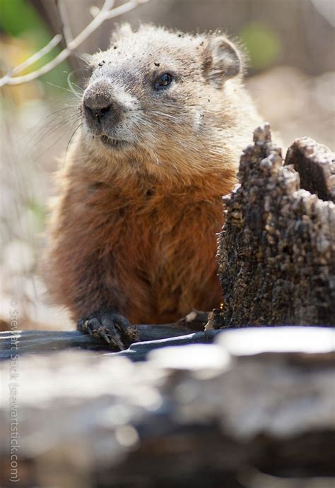 Groundhog - | Zoo animals, Cute animals, Animals wild