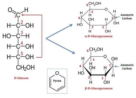 Alpha And Beta Glucose Ring Structure