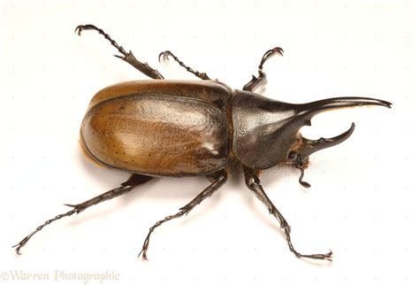 Rhinoceros beetle male photo WP23731