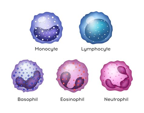 Leukocytes