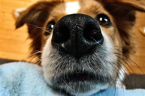 Why do dogs have whiskers? - Health - tails.com