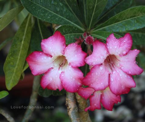 Desert Rose Plant Bonsai: How to Grow and Care for Your Own Little Adenium Tree - Love For Bonsai