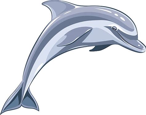 Best Dolphin Illustrations, Royalty-Free Vector Graphics & Clip Art - iStock