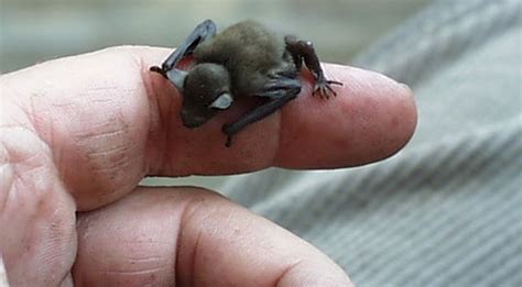 Kitti's Hog-Nosed Bat Is World's Smallest Mammal