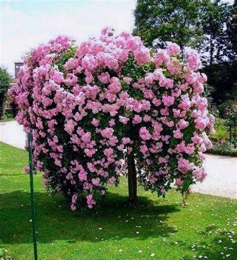 Weeping Pink Tea Rose, in tree form | Rose trees, Beautiful gardens, Planting flowers