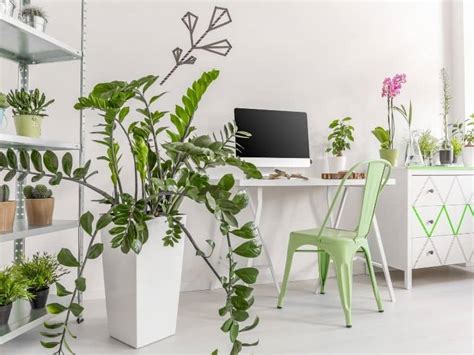 12 Best Indoor Plants For Office Spaces