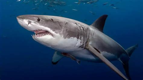 The World's Biggest Predator | The Great White Shark