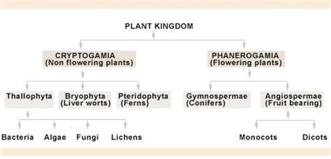 Kingdom Plantae Classification