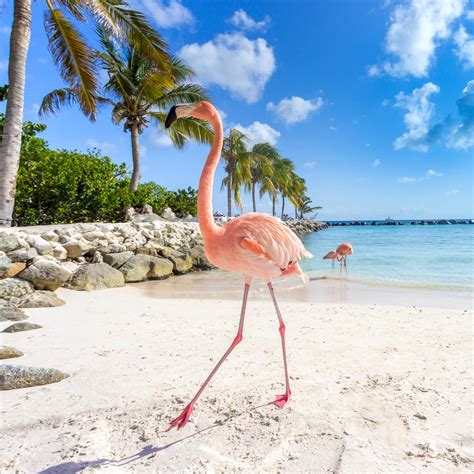 Flamingo Beach Aruba | Anreise, Unterkunft | Wzrost