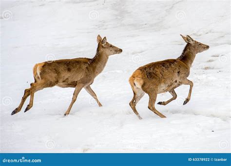 Deer Running on the Snow in Christmas Time Stock Photo - Image of ...