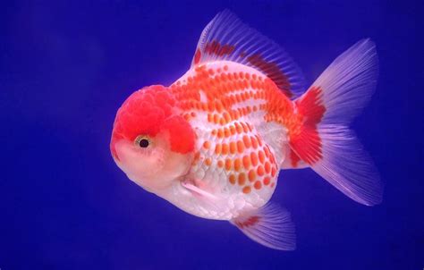 s AT DSC_8426 | Ryukin goldfish, Goldfish, Freshwater aquarium fish