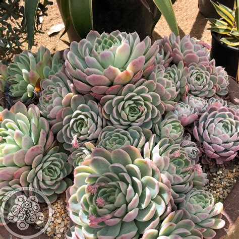 Echeveria elegans – Succulents Australia Sales