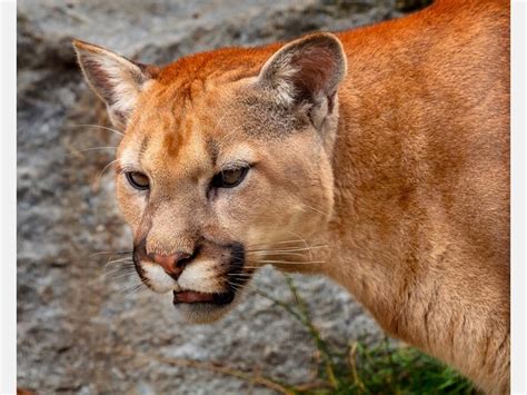 Mountain Lions Granted Temporary Endangered Status | Malibu, CA Patch