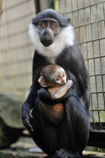 17 Best images about Edinburgh Zoo on Pinterest | Cottages, Buses and Family friendly holidays