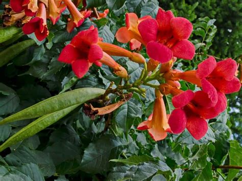 10 Red Flowers That Attract Hummingbirds