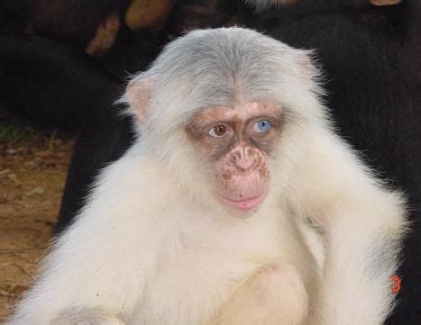 Military Photos | Albino, Chimp, Animals