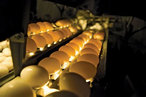 Candling | Egg Inspection, Quality Control & Safety | Britannica