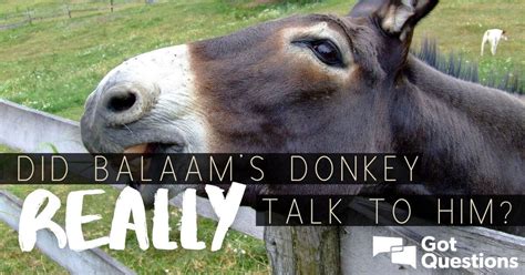 Did Balaam’s donkey really talk to him? | GotQuestions.org