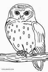 Free Printable Owl Coloring Pages For Kids  Cool2bKids sketch template