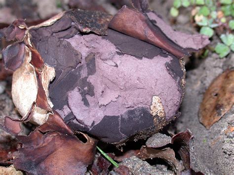 California Fungi: Calvatia cyathiformis