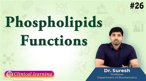 26. Phospholipids - Functions - YouTube