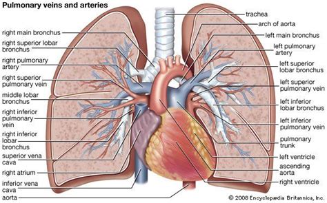 Pulmonary circulation | Definition, Function, Diagram, & Facts | Lung anatomy, Pulmonary, Anatomy